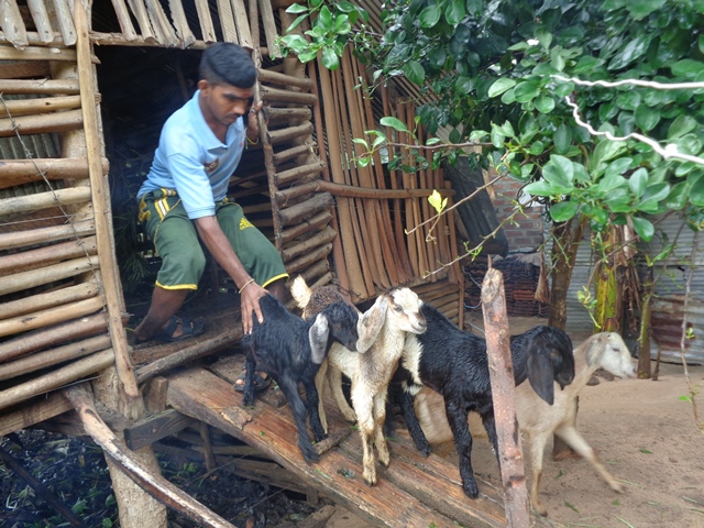 Thiagarajah Sothinathan and his goats. 